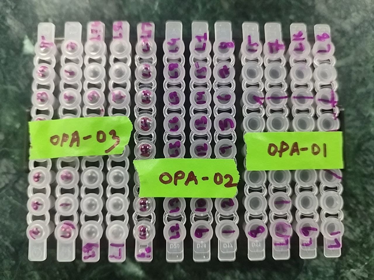 Samples prepared for laboratory analysis